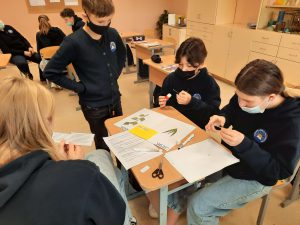 Projektas „Medžių karalystė“ Projektas „Medžių karalystė“